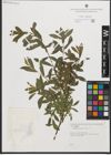 Foto von Salix purpurea L.
